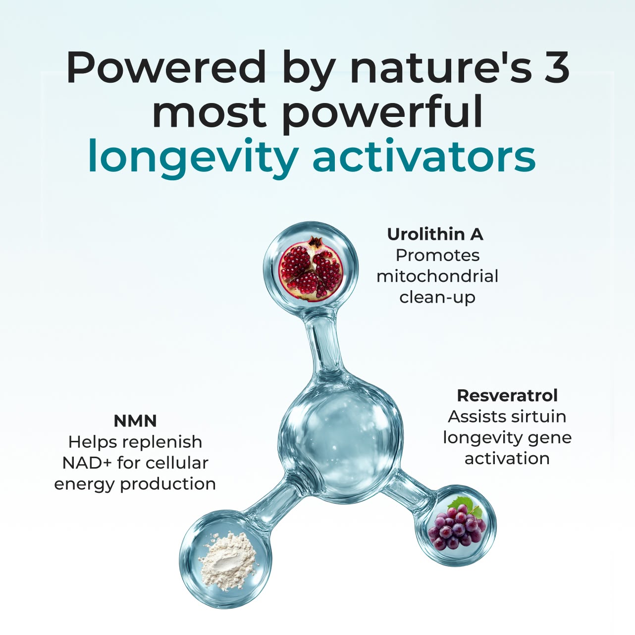 Cellular Longevity Complex