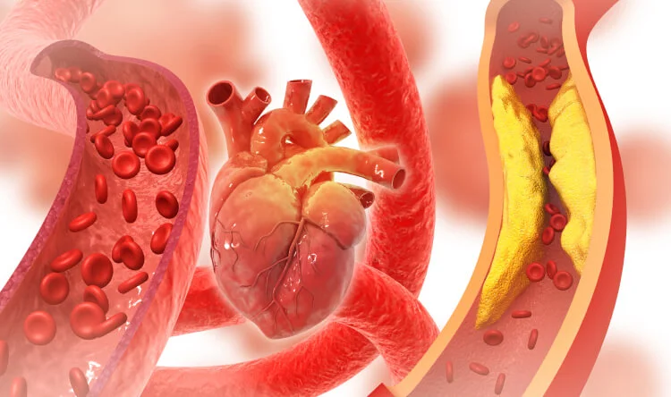 A detailed 3D illustration of the heart and blood vessels, emphasizing the role of supplements for circulation in cardiovascular health.