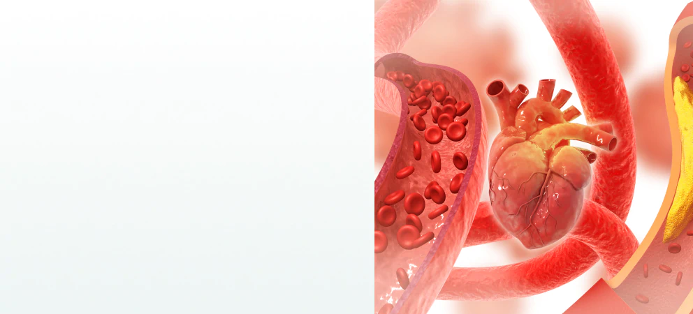 A detailed 3D illustration of the heart and blood vessels, emphasizing the role of supplements for circulation in cardiovascular health.