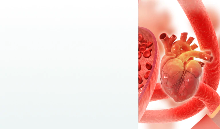 A detailed 3D illustration of the heart and blood vessels, emphasizing the role of supplements for circulation in cardiovascular health.