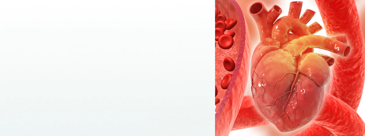 A detailed 3D illustration of the heart and blood vessels, emphasizing the role of supplements for circulation in cardiovascular health.