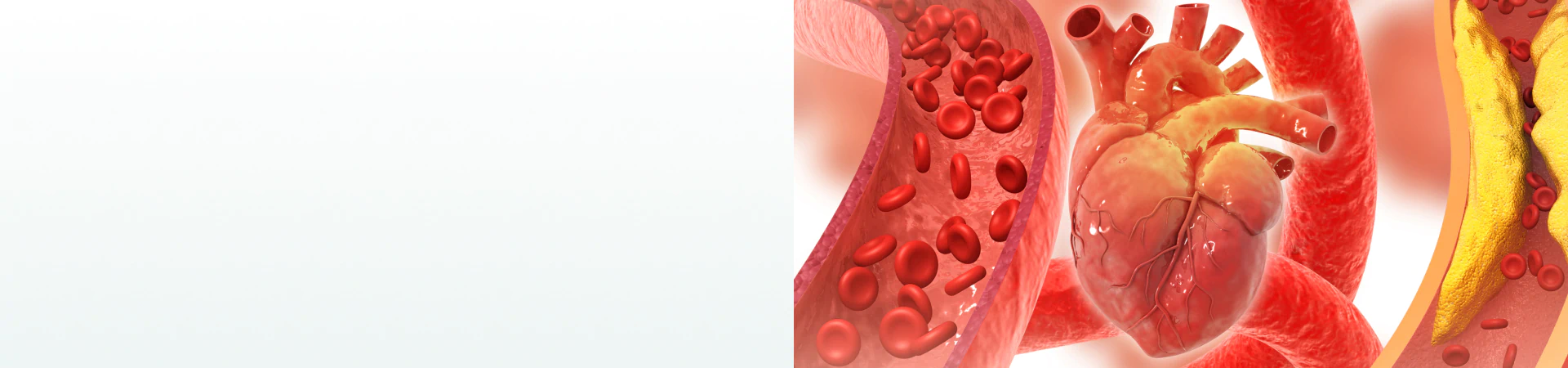A detailed 3D illustration of the heart and blood vessels, emphasizing the role of supplements for circulation in cardiovascular health.