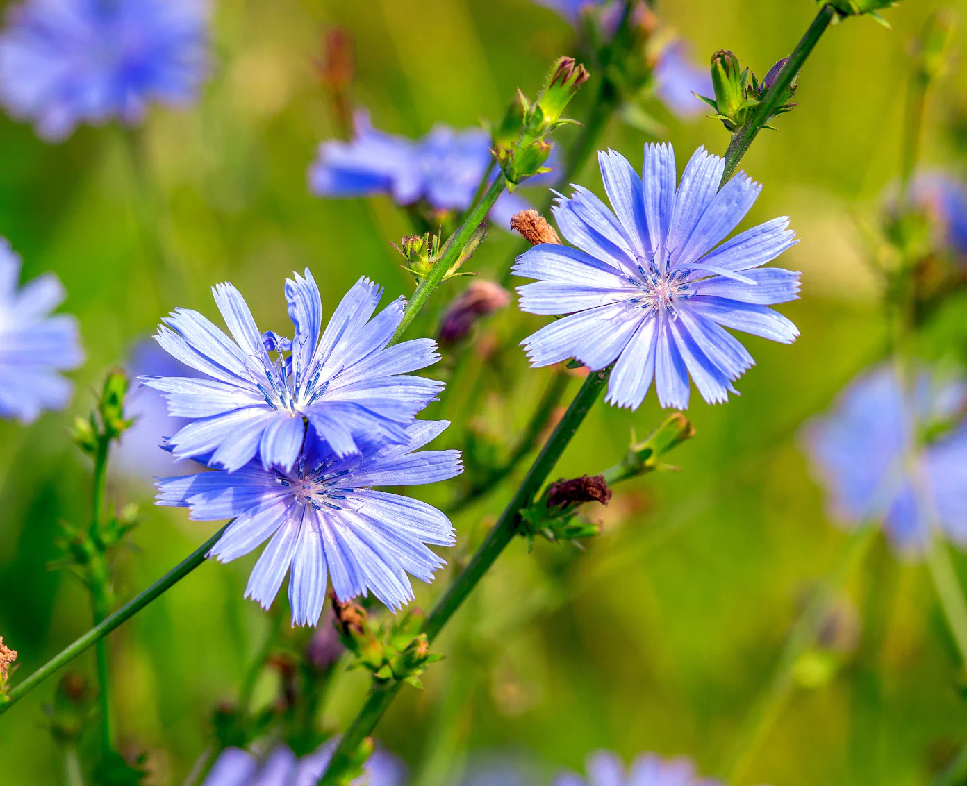 blooming flowers