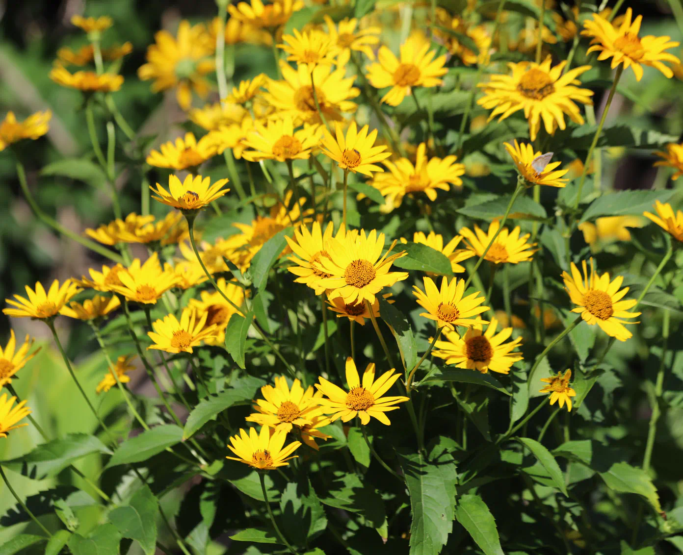yellow daisies