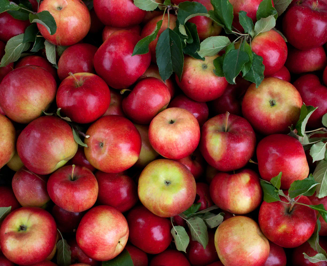 pile of apples