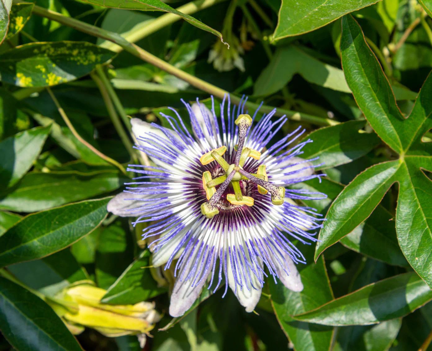 blooming flower
