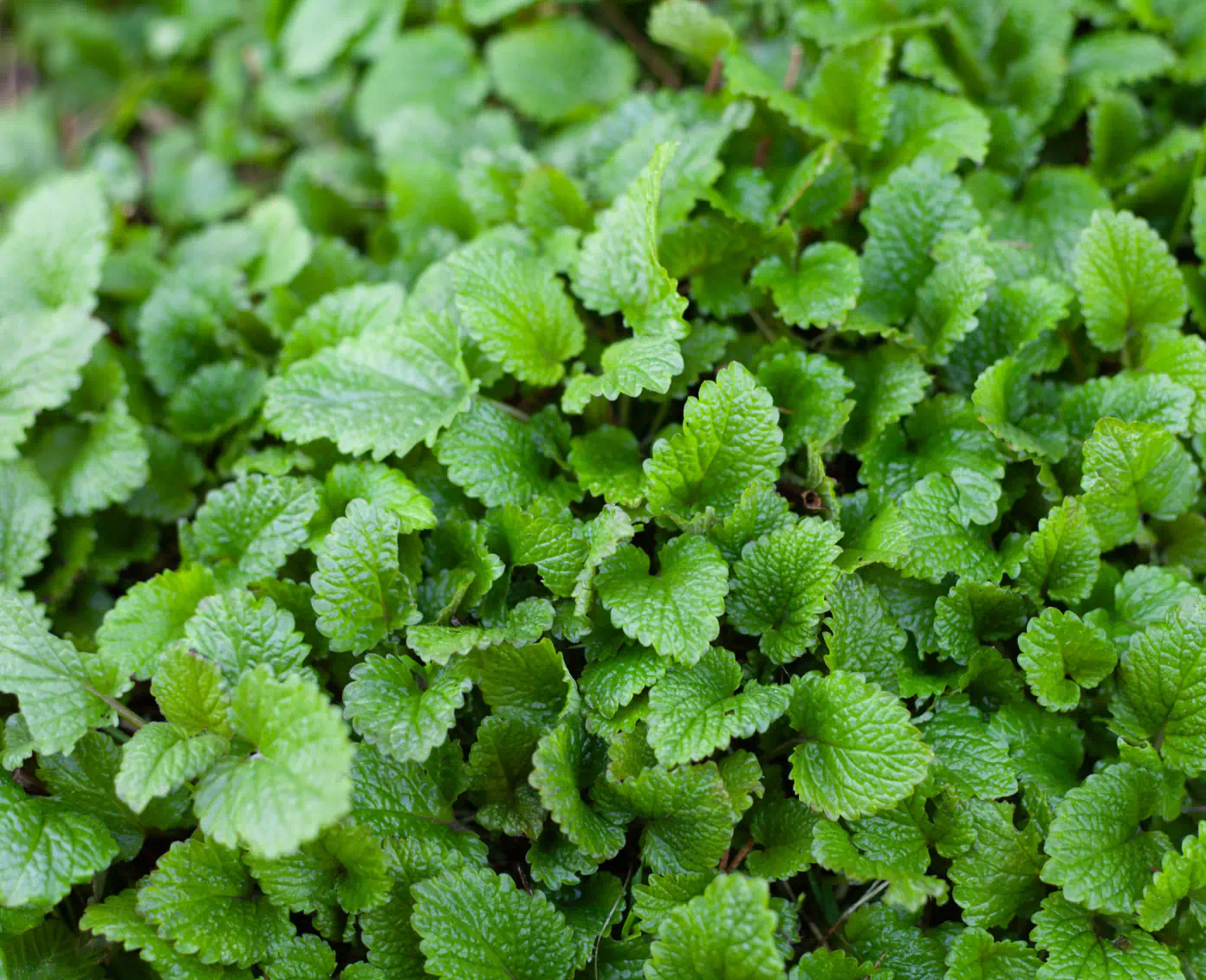 greenery