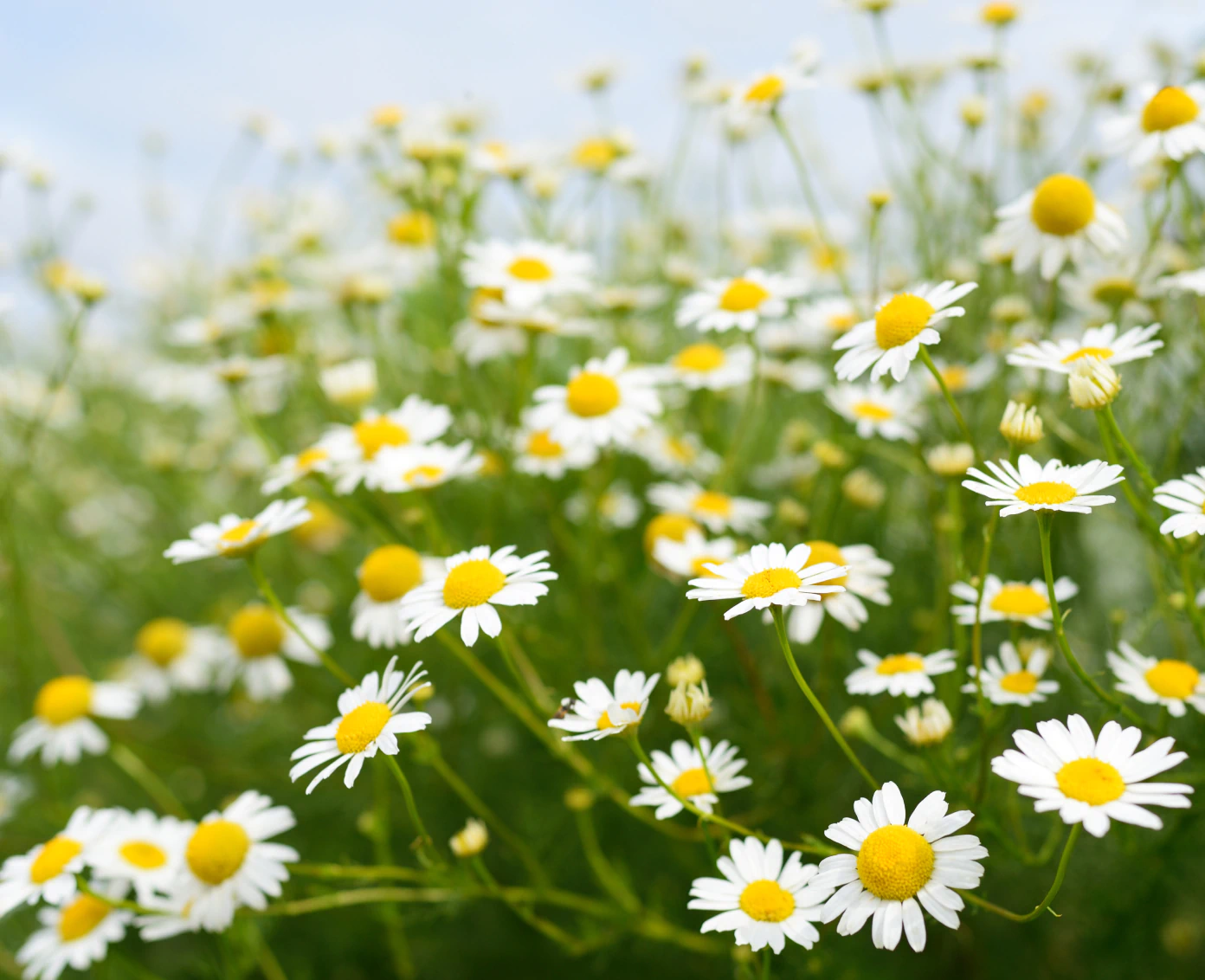 growing daisies