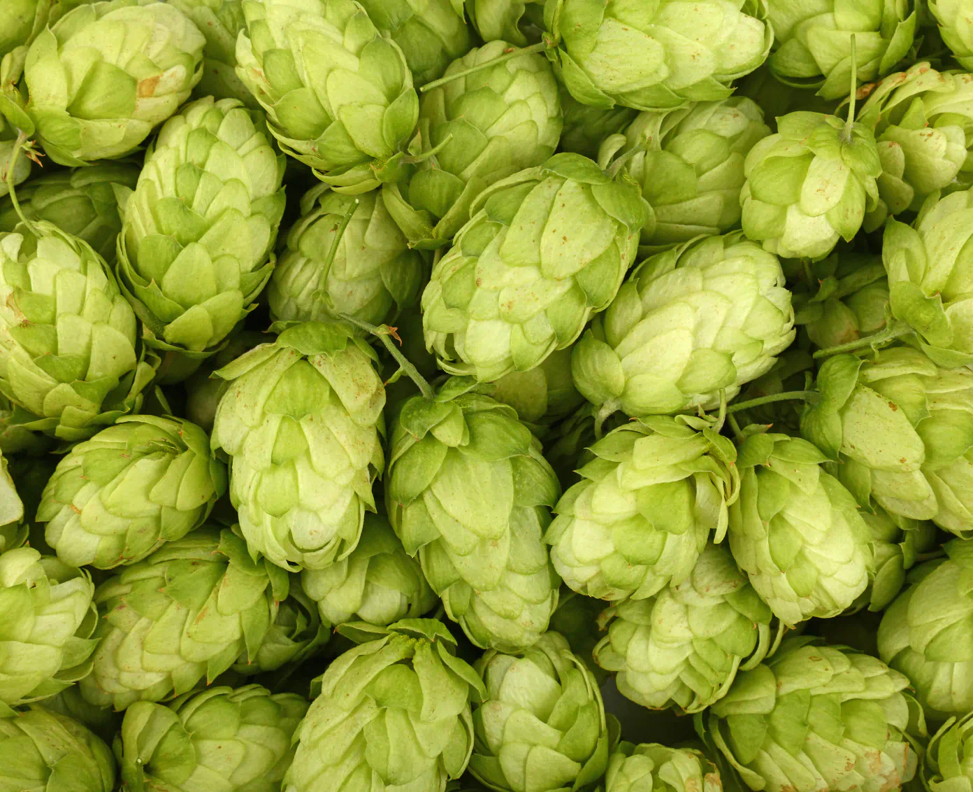 hop cones