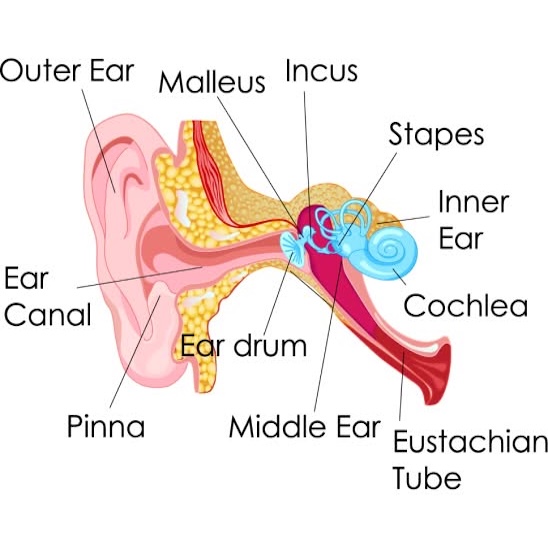 ear's anatomy