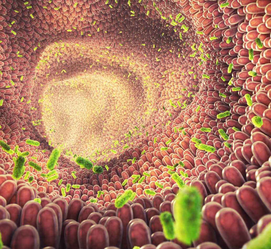 Gut microbiome
