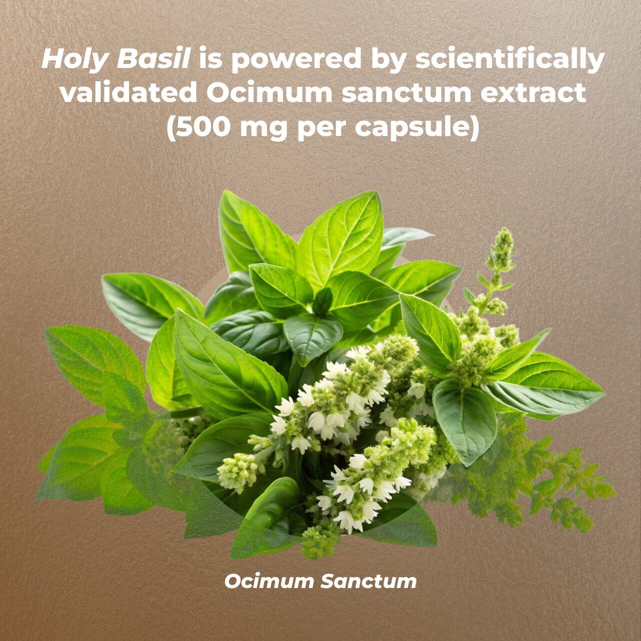 Holy Basil