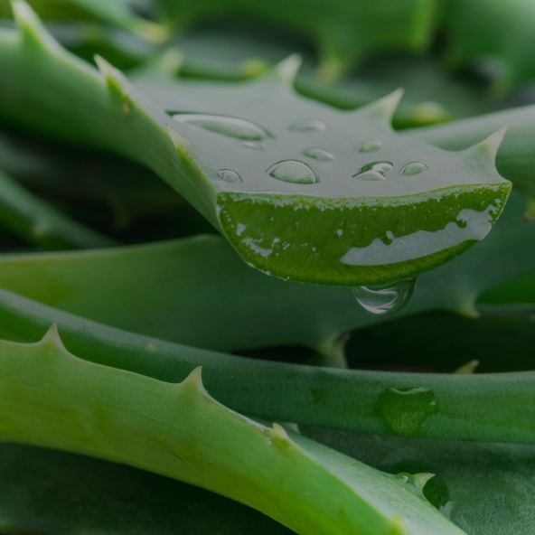 Aloe Vera