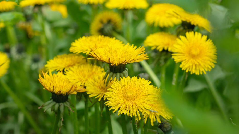 Close-up photo of an dandelion plant