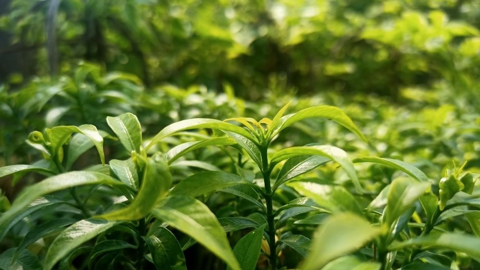 Close-up photo of an Green Tea Extract plant