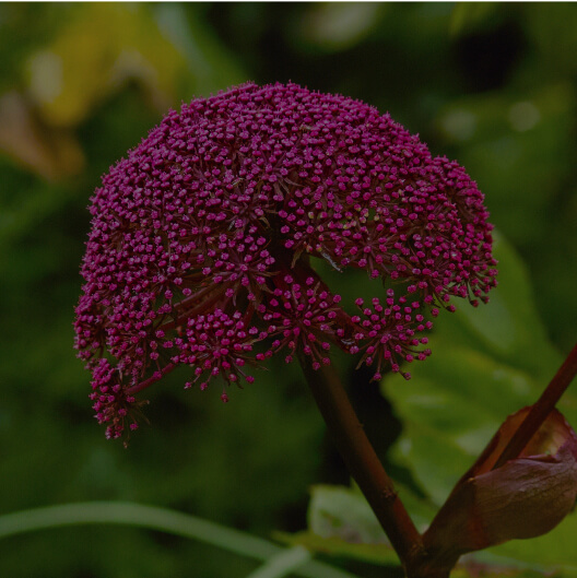 Angelica gigas