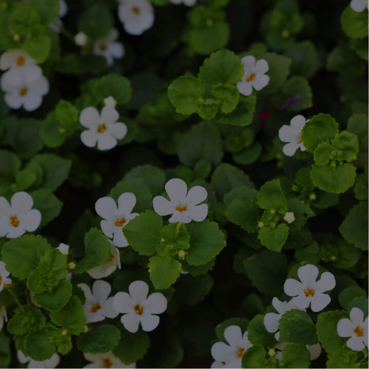 Bacopa monnieri Extract (whole herb)