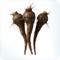 Burdock Root