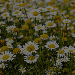 Chamomile