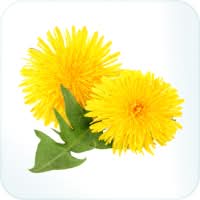 Dandelion
