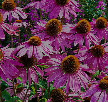 Echinacea