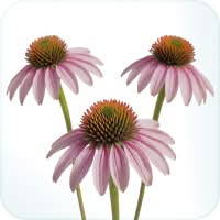 Echinacea purpurea