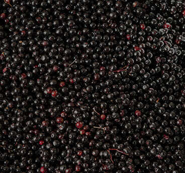 Elderberry