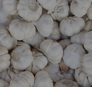 Garlic Bulb Extract