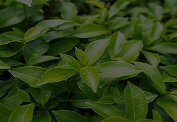 Green Tea Extract
