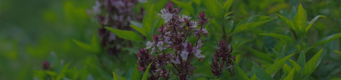 Holy Basil