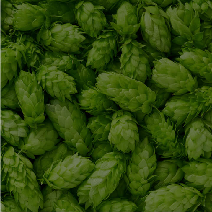 Hops (Humulus lupulus)