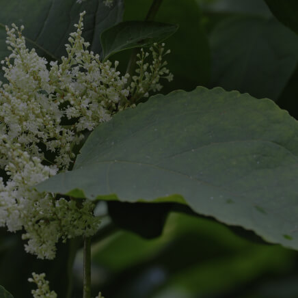 Japanese Knotweed Extract