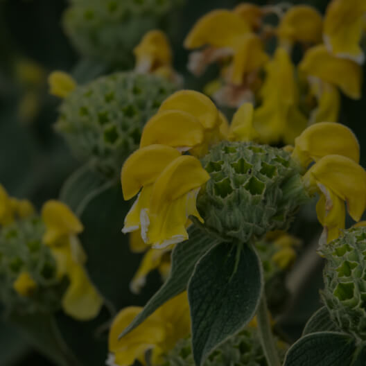 Jerusalem Sage (Phlomis umbrosa)