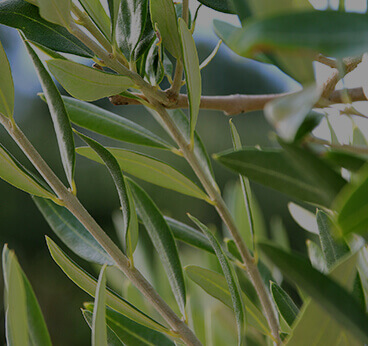 Olive Leaf Extract