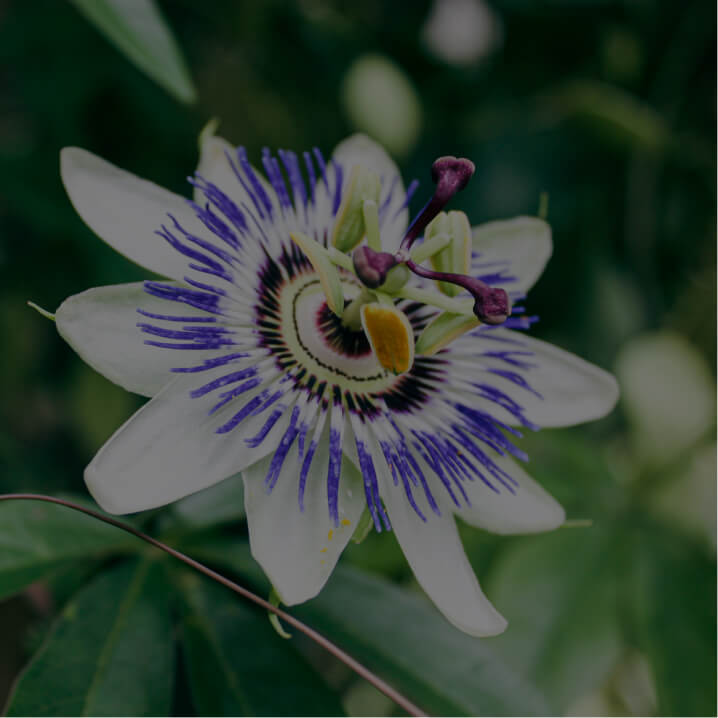Passionflower (Passiflora Incarnata Linnaeus)