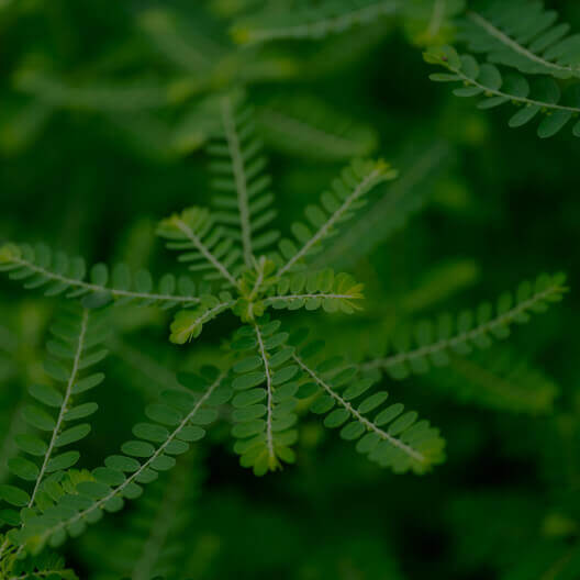 Phyllanthus niruri