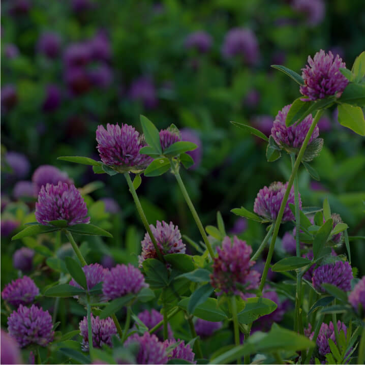 Red Clover (Trifolium pratense)