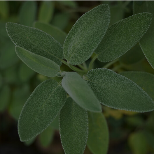 Sage (Salvia officinalis)