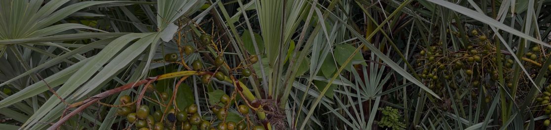 Saw Palmetto Extract