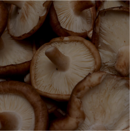 Shiitake Mushroom Powder (Lentinula edodes)