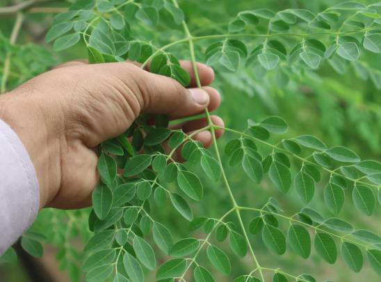 Moringa