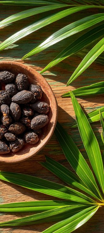 Saw palmetto